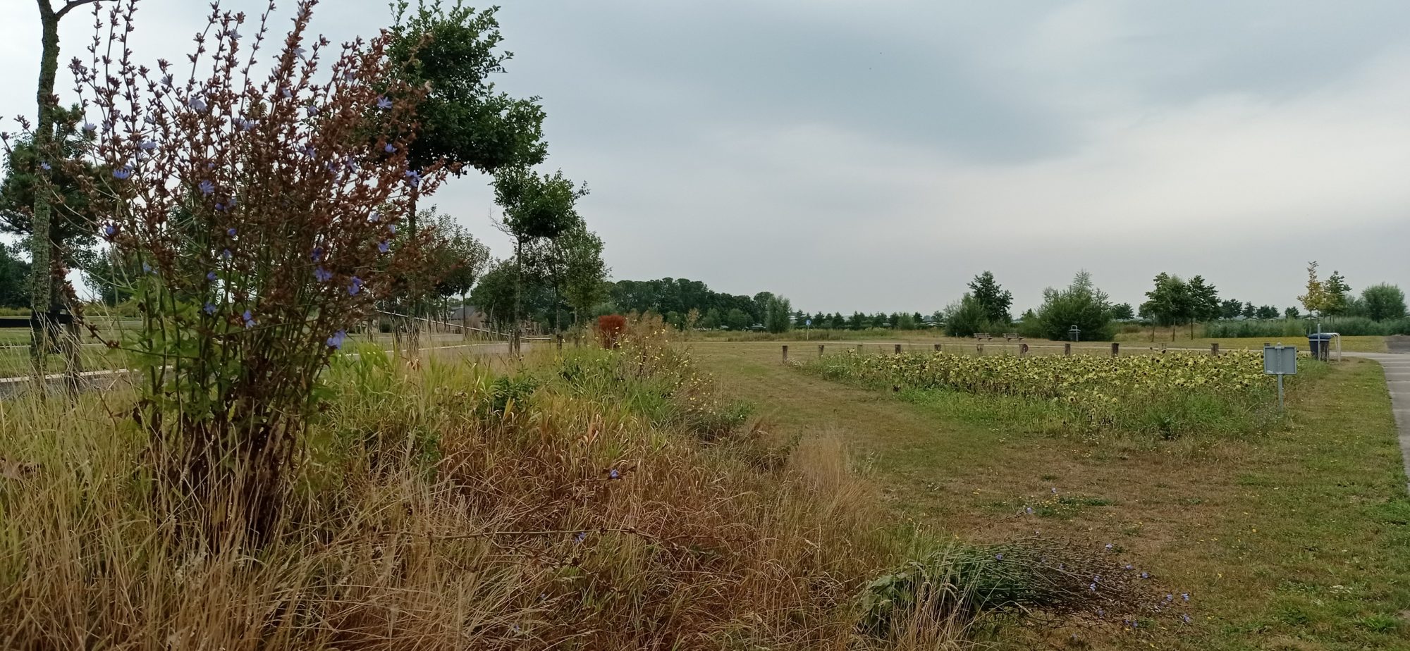 степові трави біля пам'ятнику жертвам катастрофи MH17 у Нідерландах