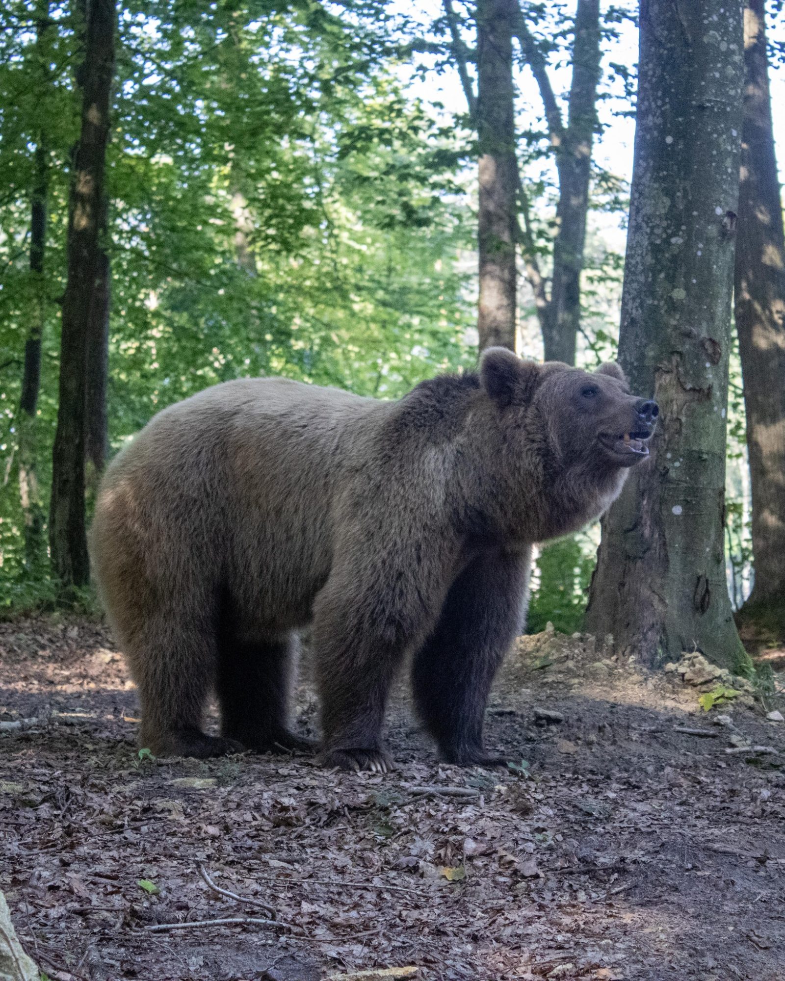 медведь в лесу на воле в Украине