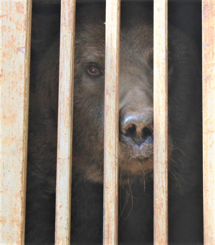 медведь в клетке в Бахмуте