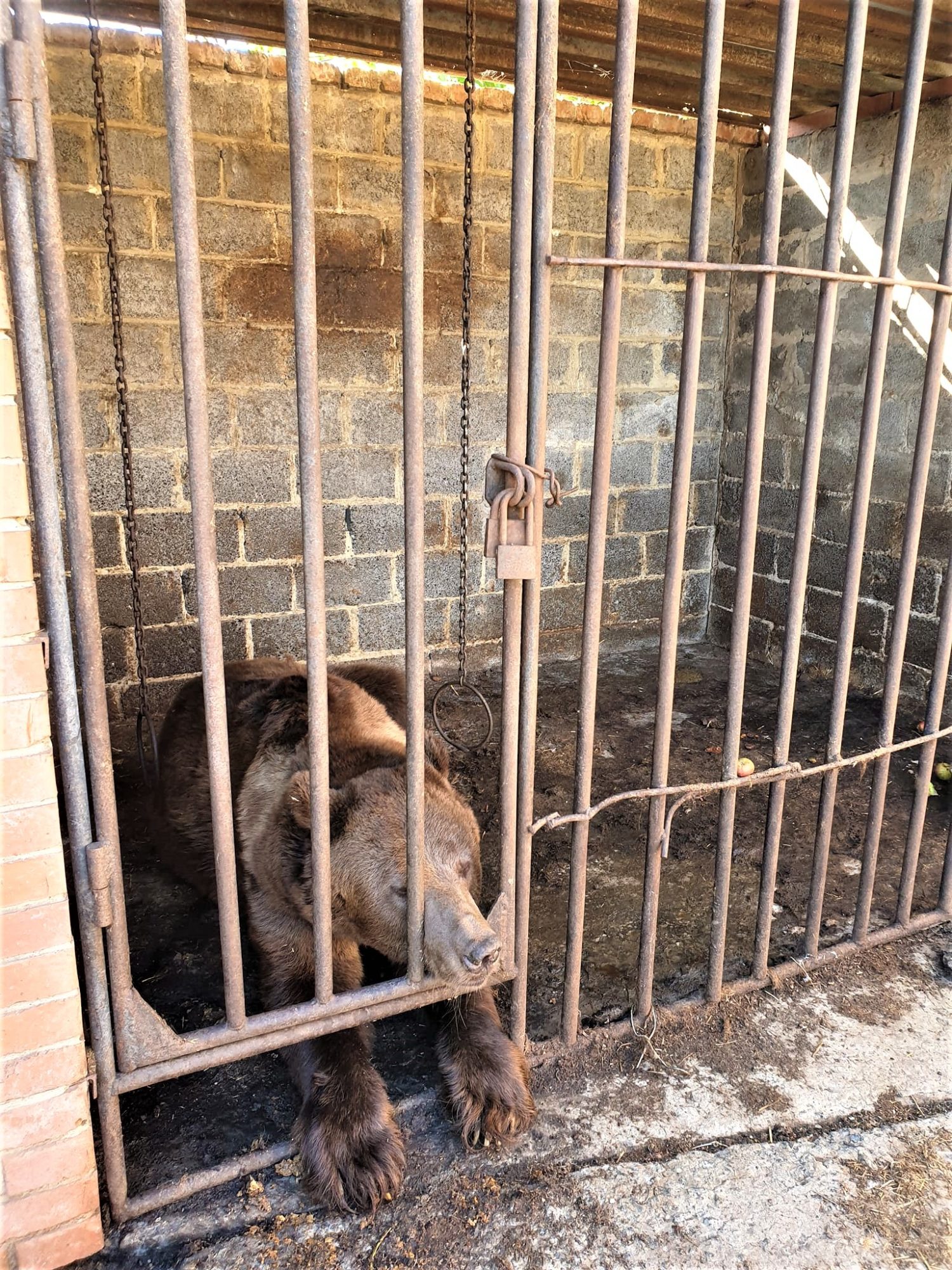 ведмідь у клітці на приватному подвір'ї в Бахмуті