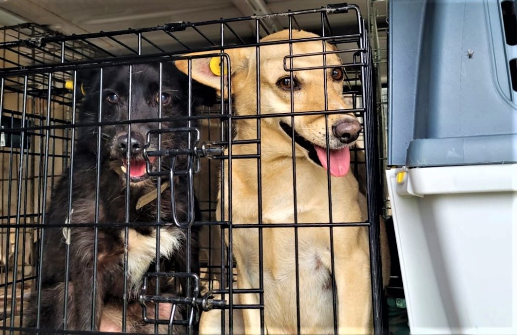 150 больных собак из бахмутского приюта животных “Лада” перевезли на Днепропетровщину. Как это удалось (ФОТО)