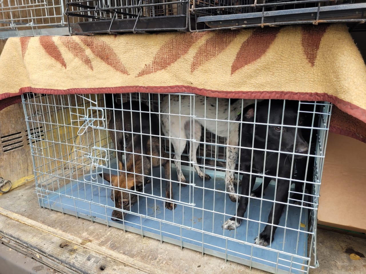 эвакуация приюта животных в Бахмуте