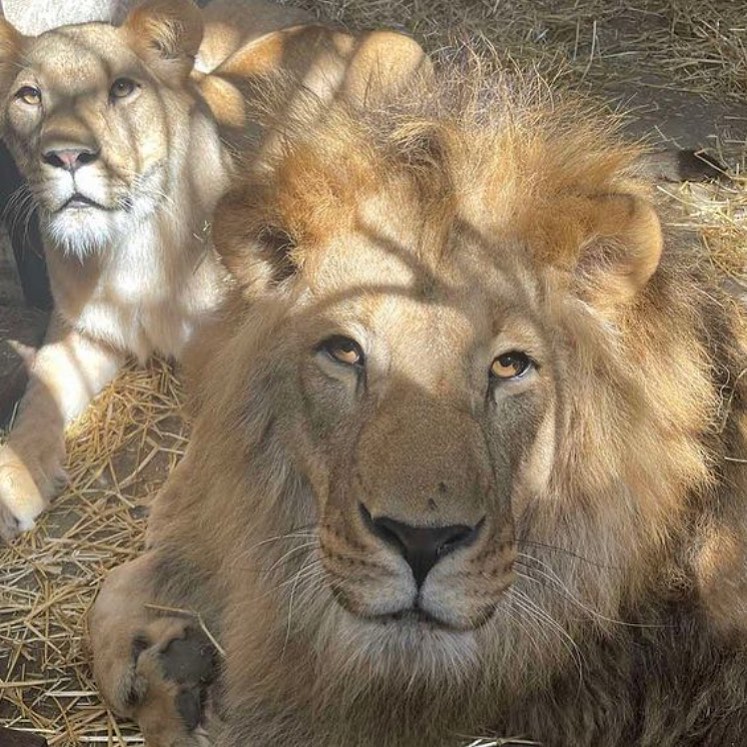 11 львов с горячих точек Украины вывезут за границу. Среди них львица с Донетчины 1