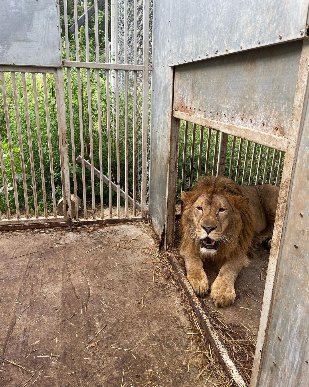 11 львов с горячих точек Украины вывезут за границу. Среди них львица с Донетчины 5