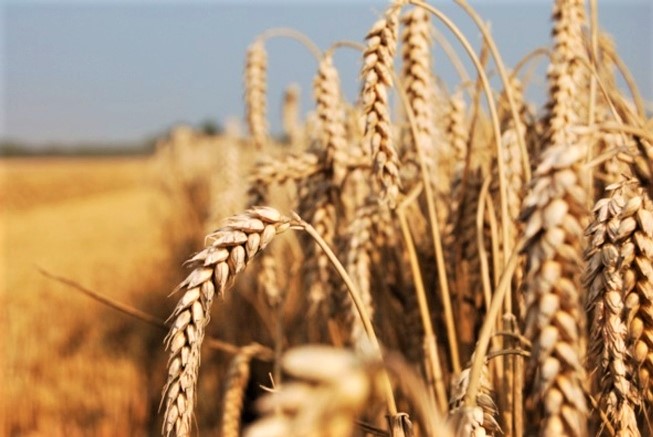 пшениця в полі в Україні
