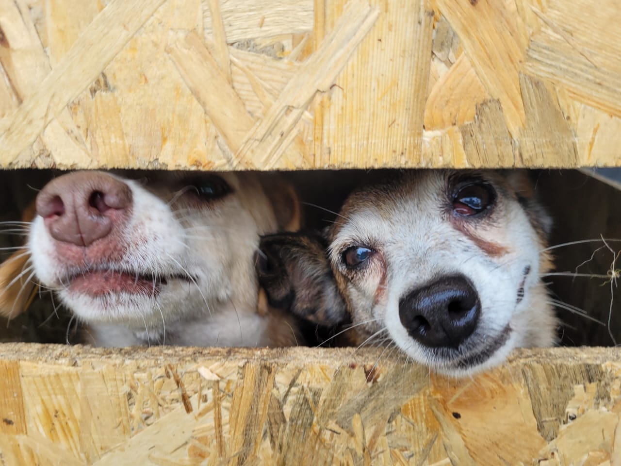 евакуйовані собаки з Бахмута