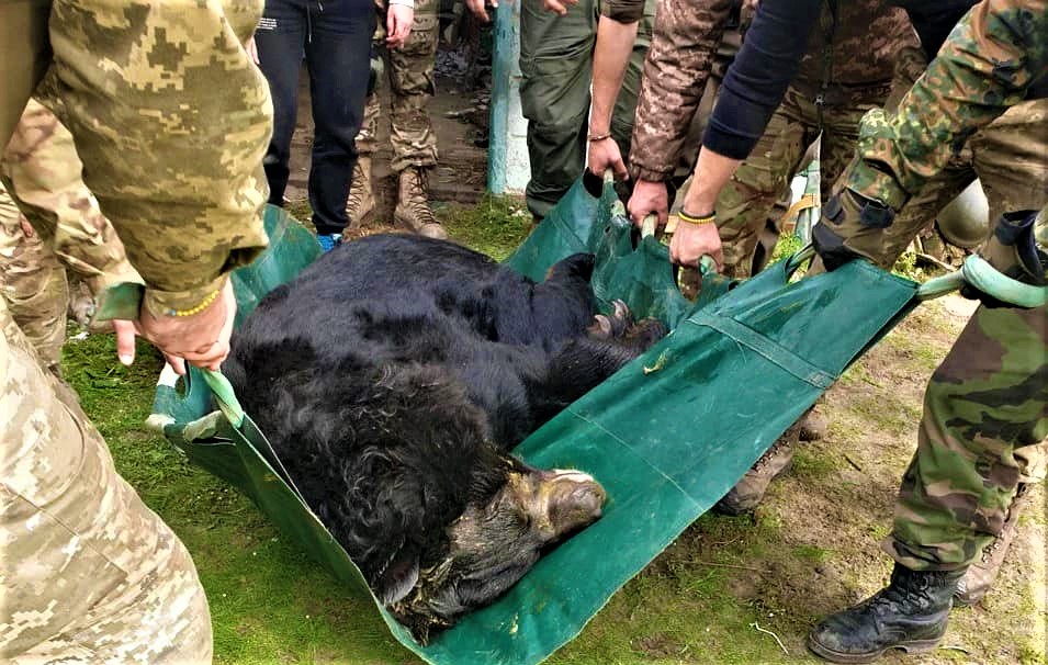 Зоозахисники та військові врятували ведмедя зі звільненої Лиманщини. Його назвали “Ямпіль” (ФОТО)