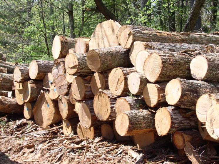 Правительство запретило экспорт топливной древесины