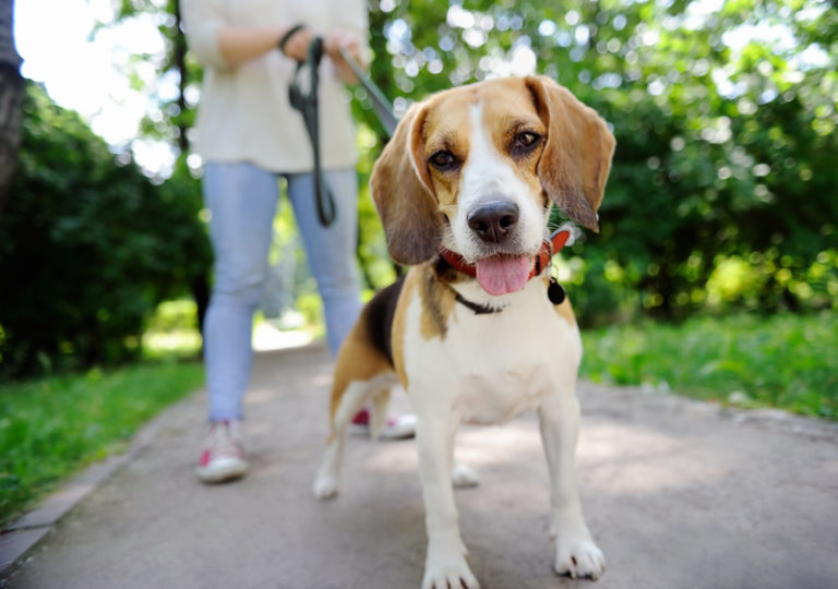 Как уберечься от мин на прогулке с собакой: советы спасателей