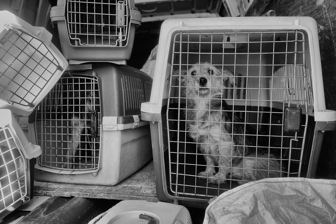 евакуація собак у переносках з Бахмута