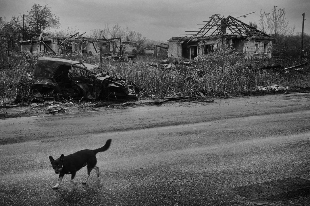 собака у прифронтовому місті у Донецькій області