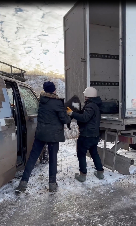 Волонтер эвакуировал из прифронтовой Карловки мужчину и его стадо коз (ФОТО) 5