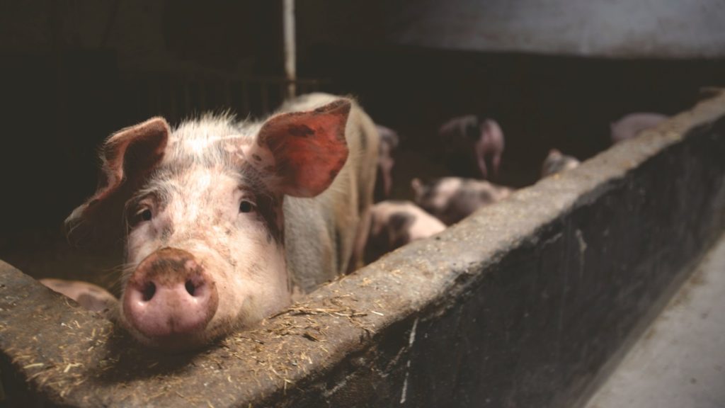 Більш ніж 1300 корів та 21 тисяча свиней загинули від російських обстрілів на Донеччині, — ДонОВА