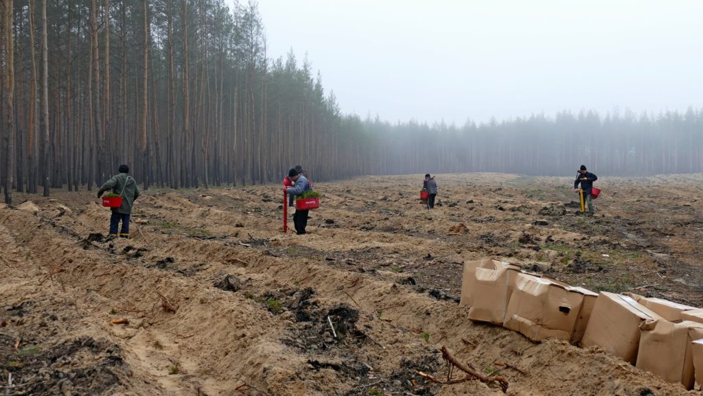 На деоккупированной Лиманщине высадили более 9 тысяч сосен на месте уничтоженного из-за войны леса (ФОТО)