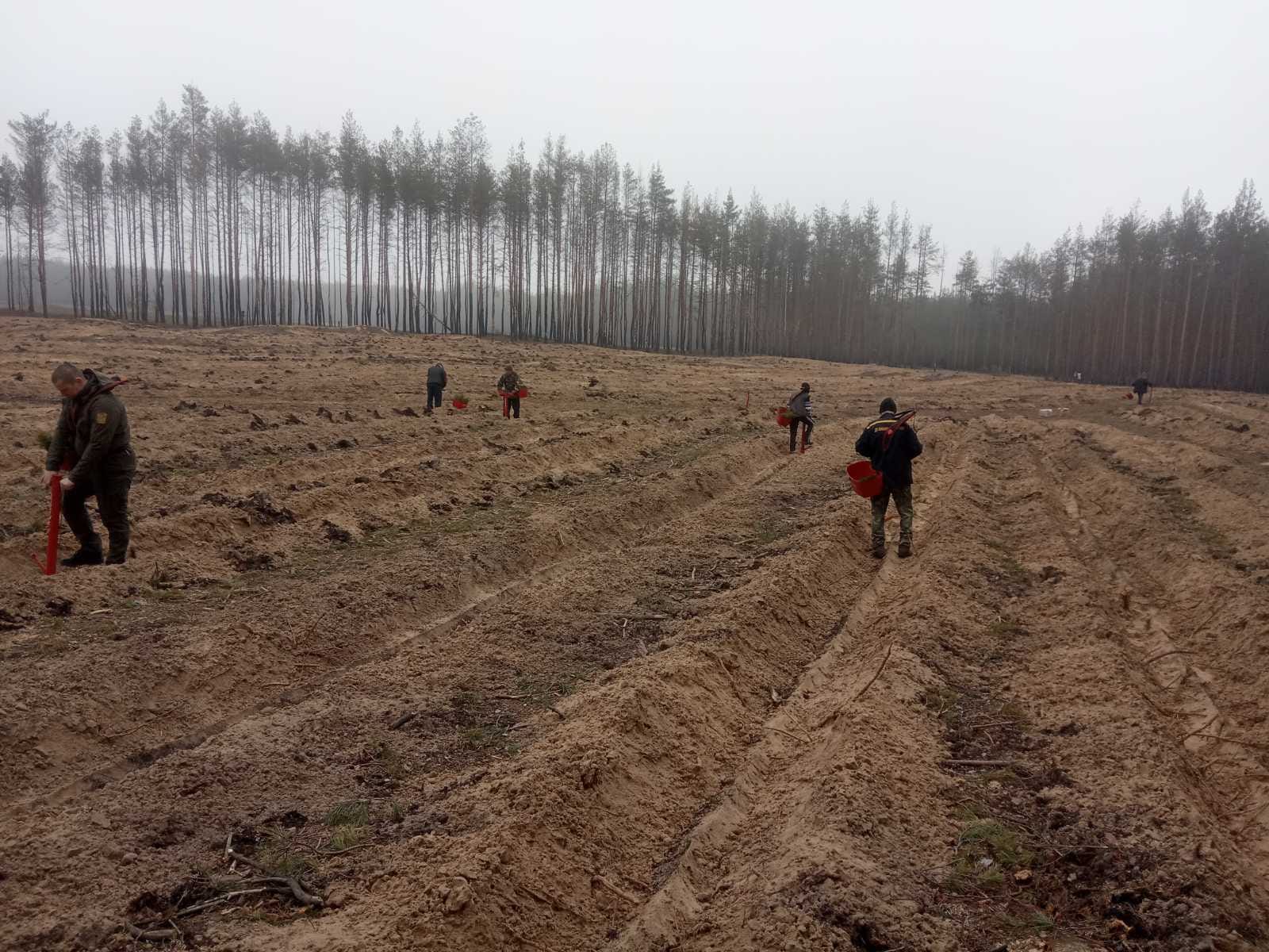 На деоккупированной Лиманщине высадили более 9 тысяч сосен на месте уничтоженного из-за войны леса (ФОТО) 1