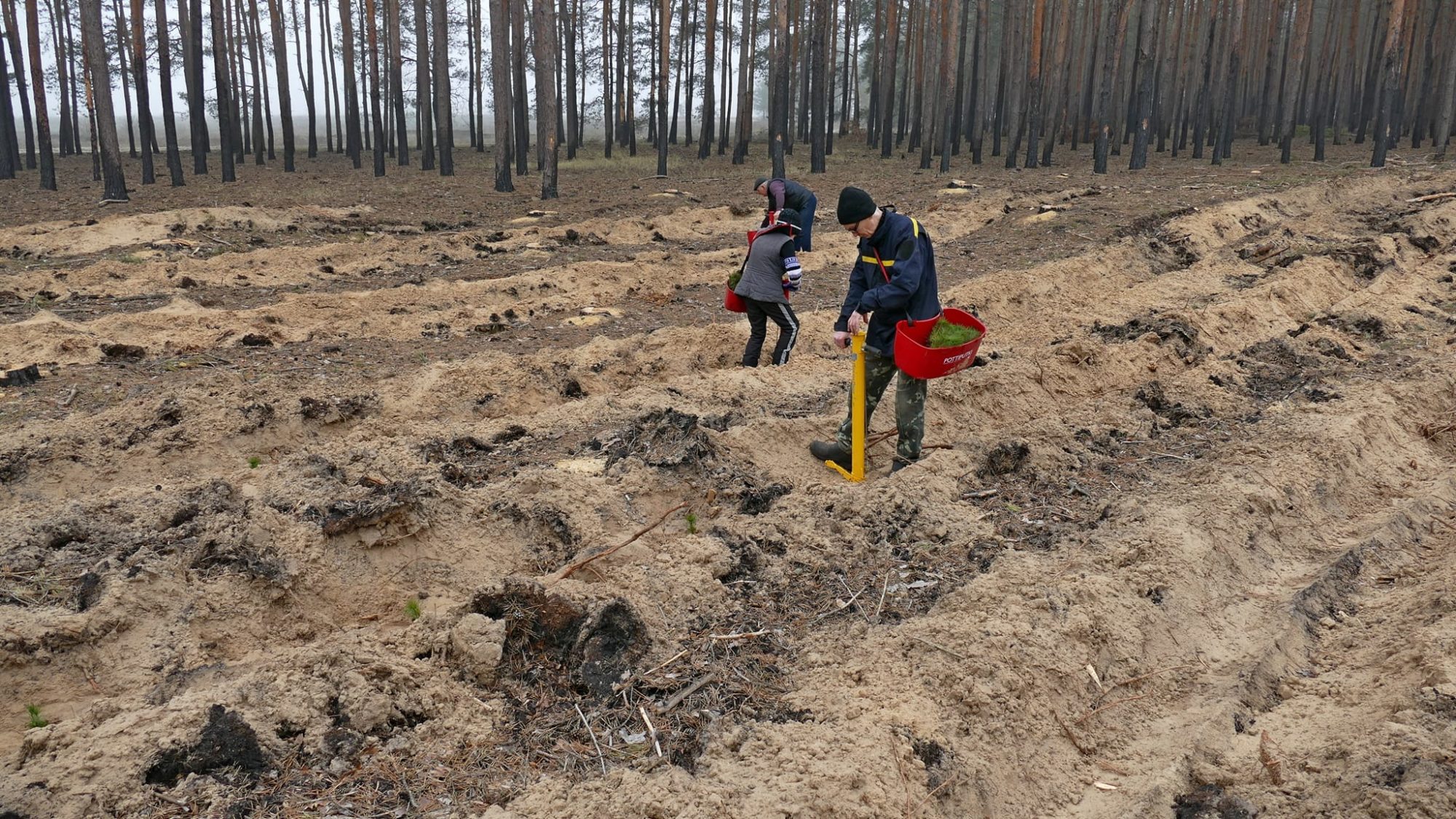 На деоккупированной Лиманщине высадили более 9 тысяч сосен на месте уничтоженного из-за войны леса (ФОТО) 5