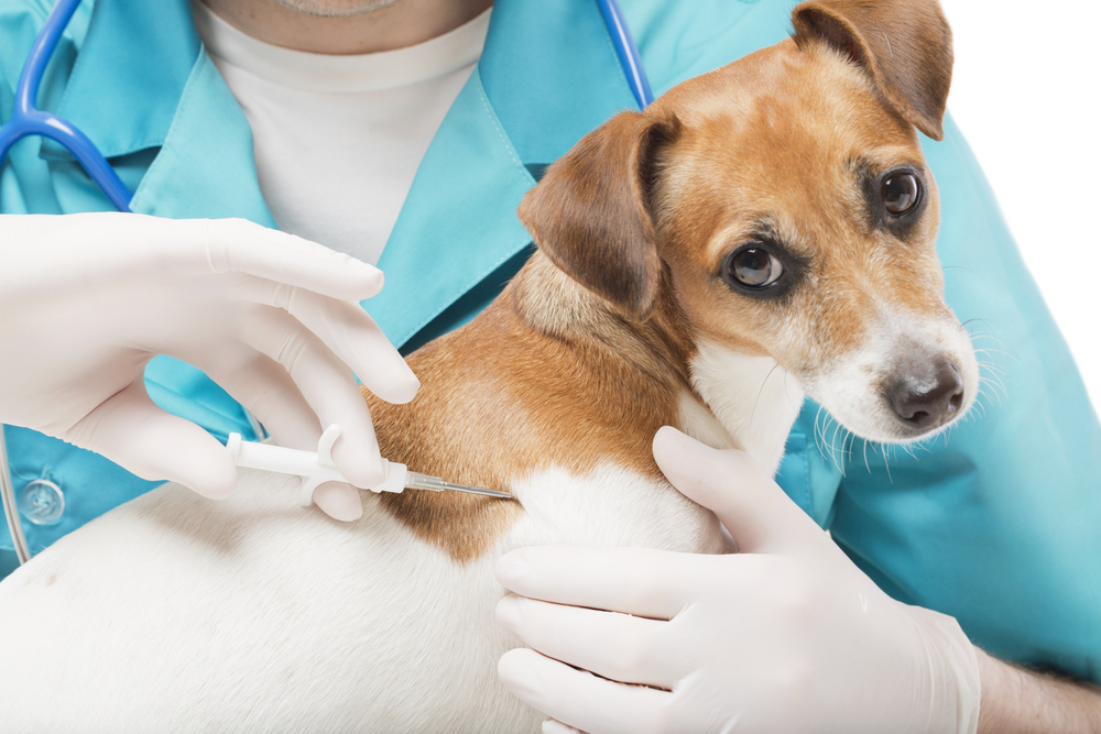 В Покровске в этом году есть деньги на стерилизацию и чипирование 150 бездомных собак (детали и стоимость)