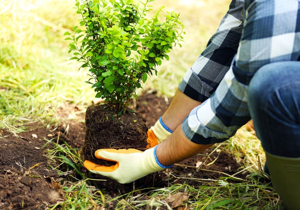 В Краматорске этой весной высадят более 800 деревьев и кустов: что закупили и сколько потратили