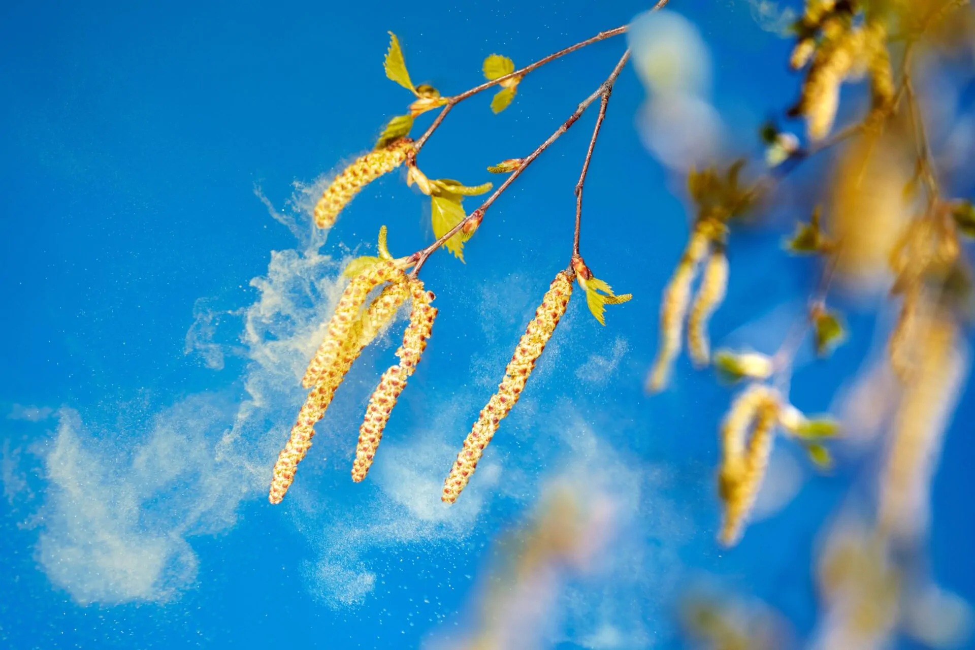 Пилок дерев, який спричиняє весняну алергію