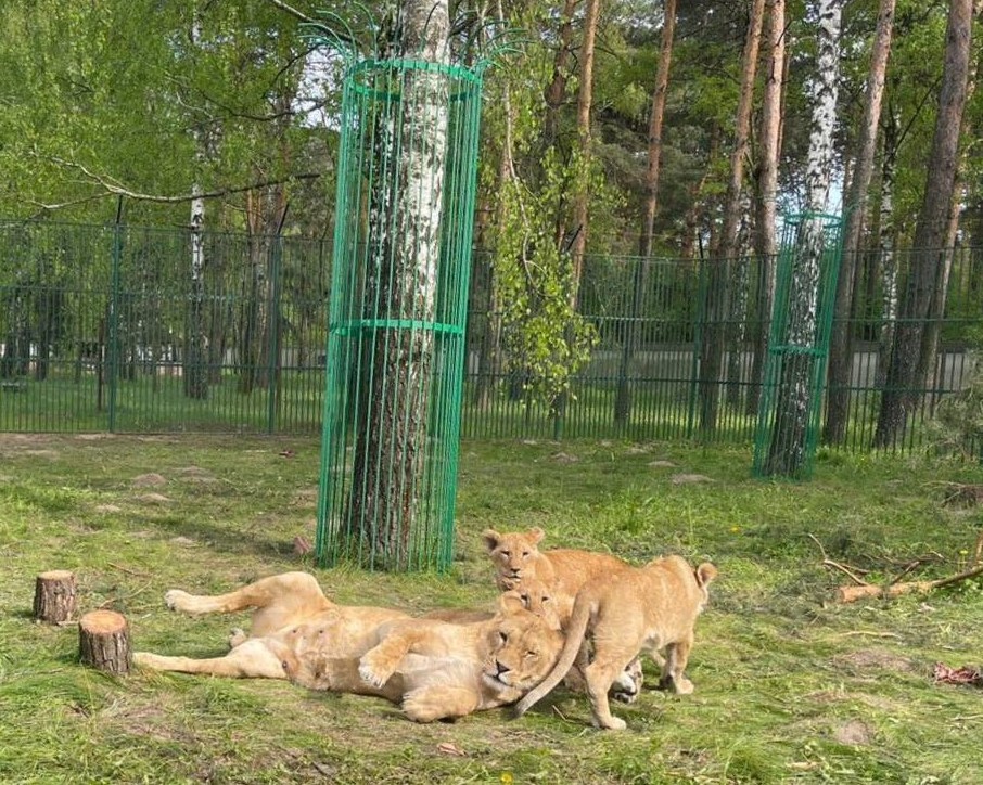 За понад рік відкритої війни волонтери врятували з Донеччини більше ніж 200 диких тварин