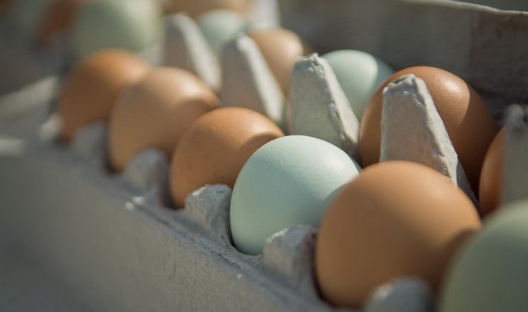 Держаудитслужба підтвердила, що Міноборони купували яйця по 17 грн за штуку
