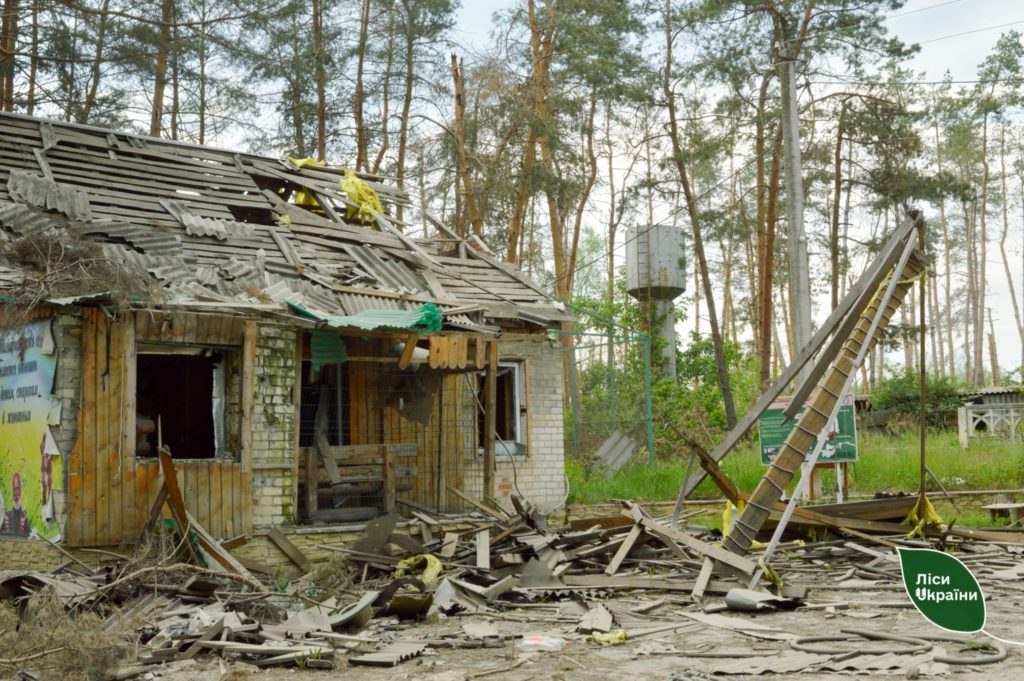 Ямпольское лесничество хотели бы восстанавливать с западными партнерами: в каком состоянии леса сейчас (фото)
