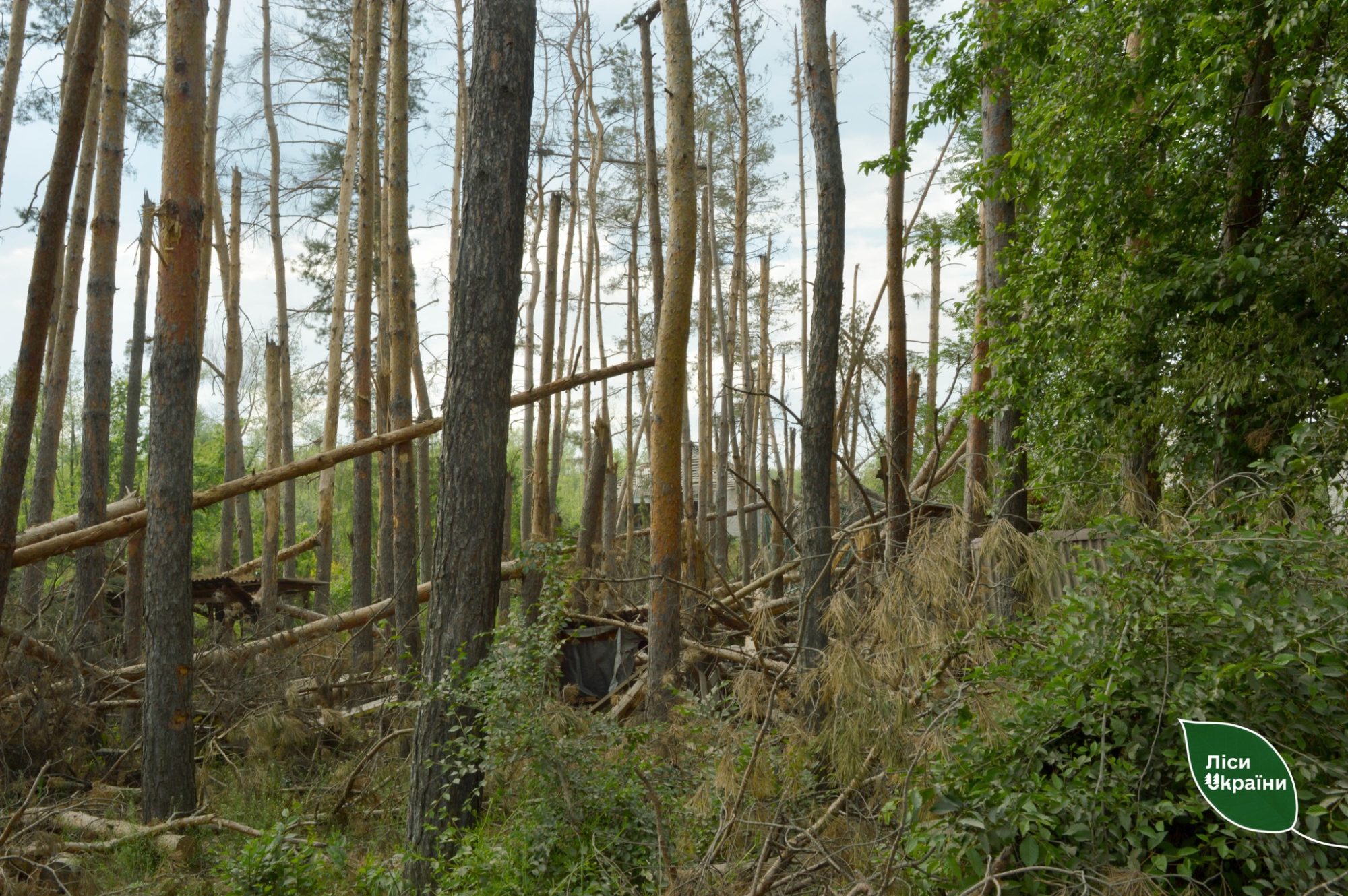 Поврежденные деревья в Ямпольском лесничестве по состоянию на май 2023 года