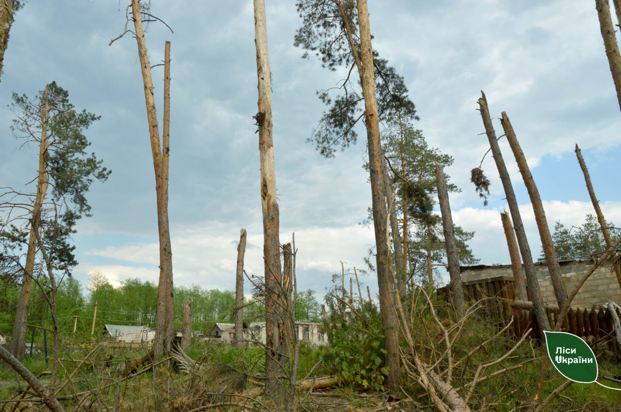 Поврежденные деревья в Ямпольском лесничестве