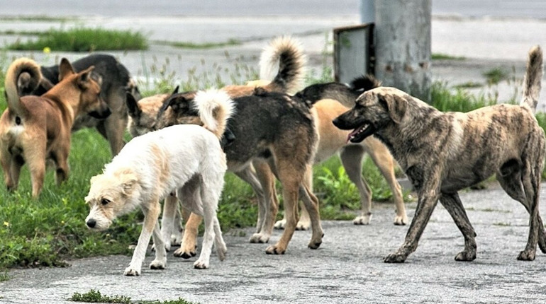 В прифронтовом Славянске планируют стерилизовать бездомных собак, — глава города