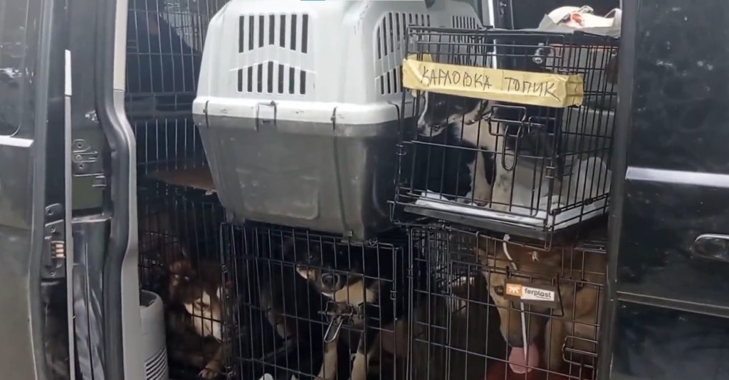 Бахмутські зоозахисники на Дніпропетровщині прихистили ще 12 собак з прифронтових міст Донеччини