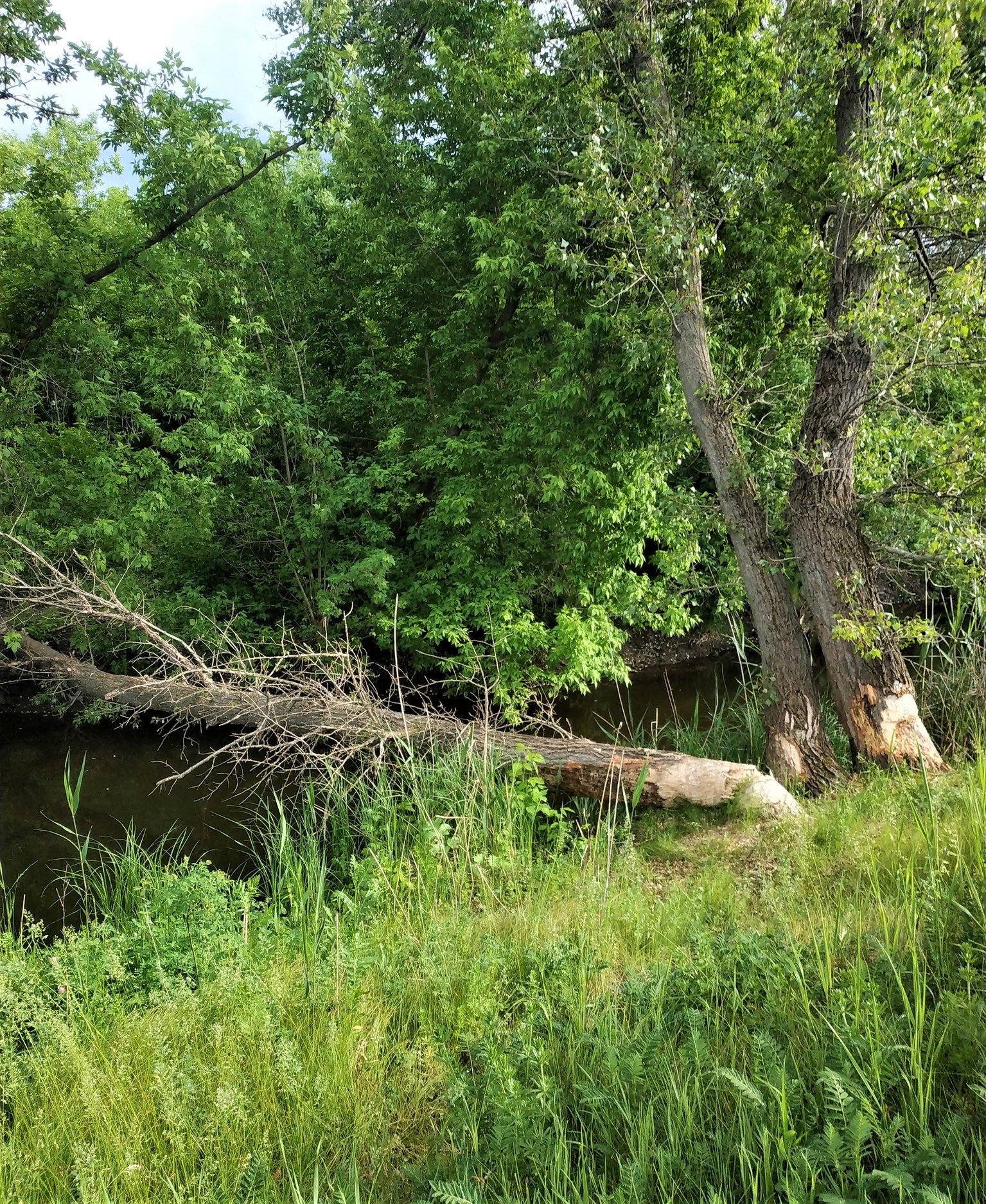 сліди діяльності бобрів біля ріки Сухий Торець на Донеччині