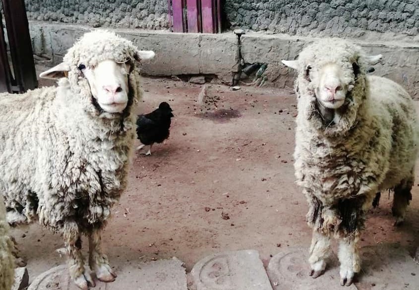 Вівці у зоопарку “Казкова діброва”