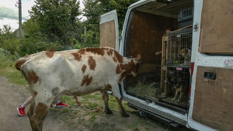 Из Краматорска эвакуировали многодетную семью с котами, собаками, козлятами и коровой (ФОТО)