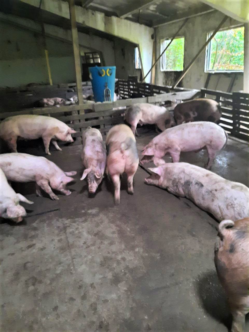 свині на фермі Сергія Радченка