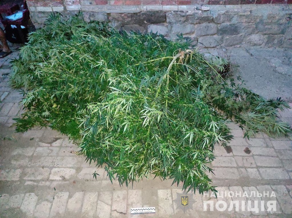 Теплицю з триметровими коноплями знайшли поліцейські у жителя Донеччини (ФОТО)