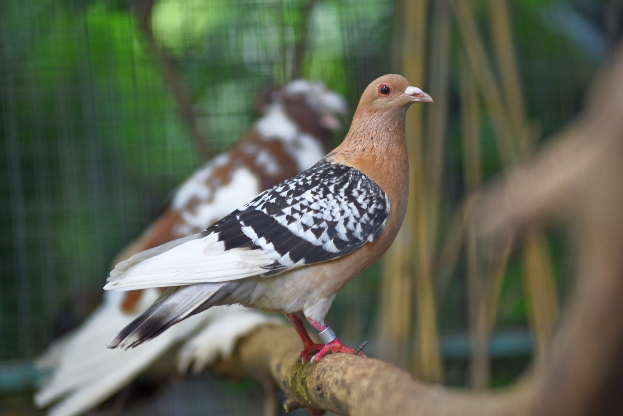 Пернаті “переселенці”: в Луцький зоопарк з-під Бахмута евакуювали 68 декоративних голубів (ФОТО) 8