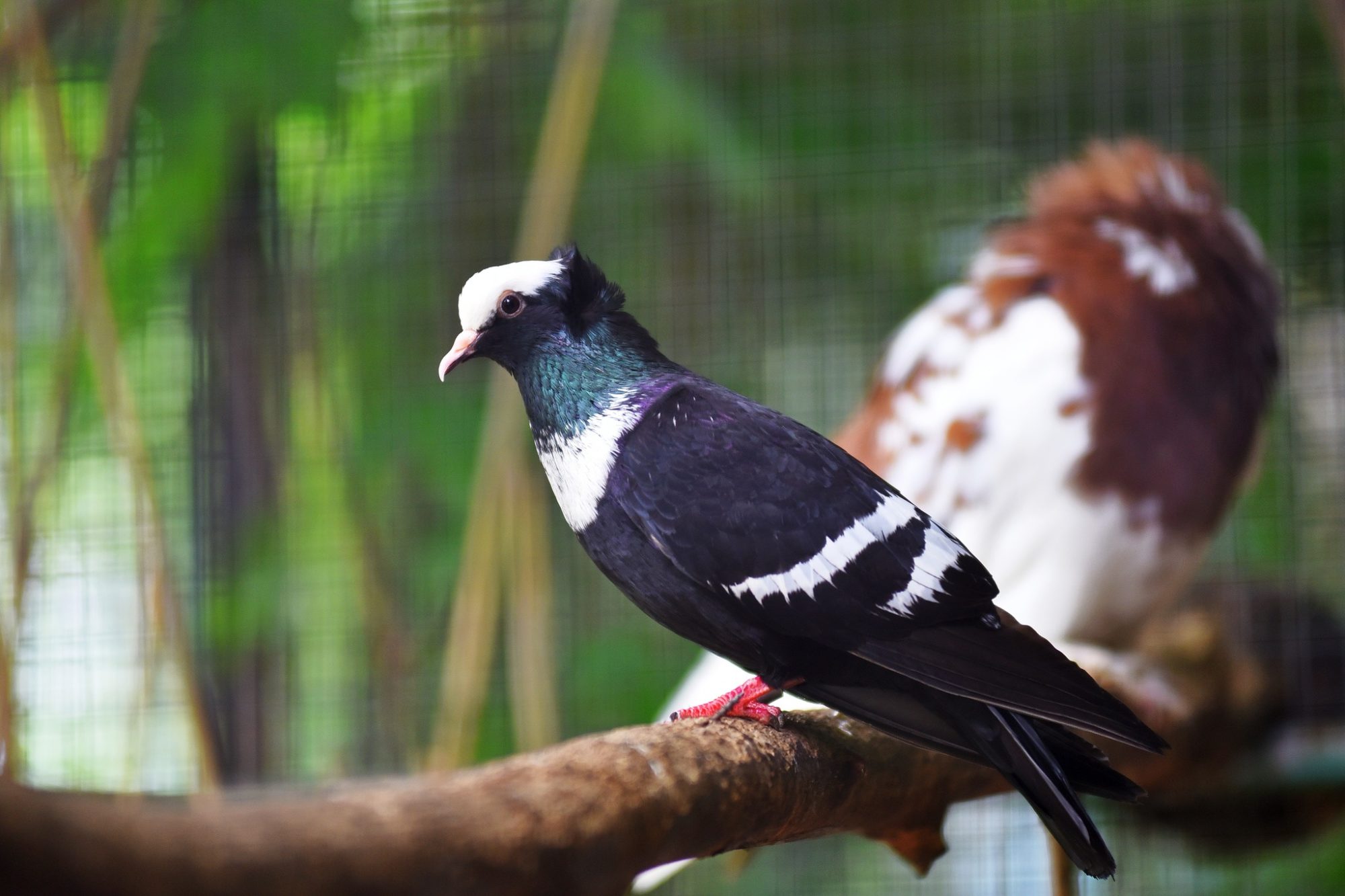 Пернаті “переселенці”: в Луцький зоопарк з-під Бахмута евакуювали 68 декоративних голубів (ФОТО) 3