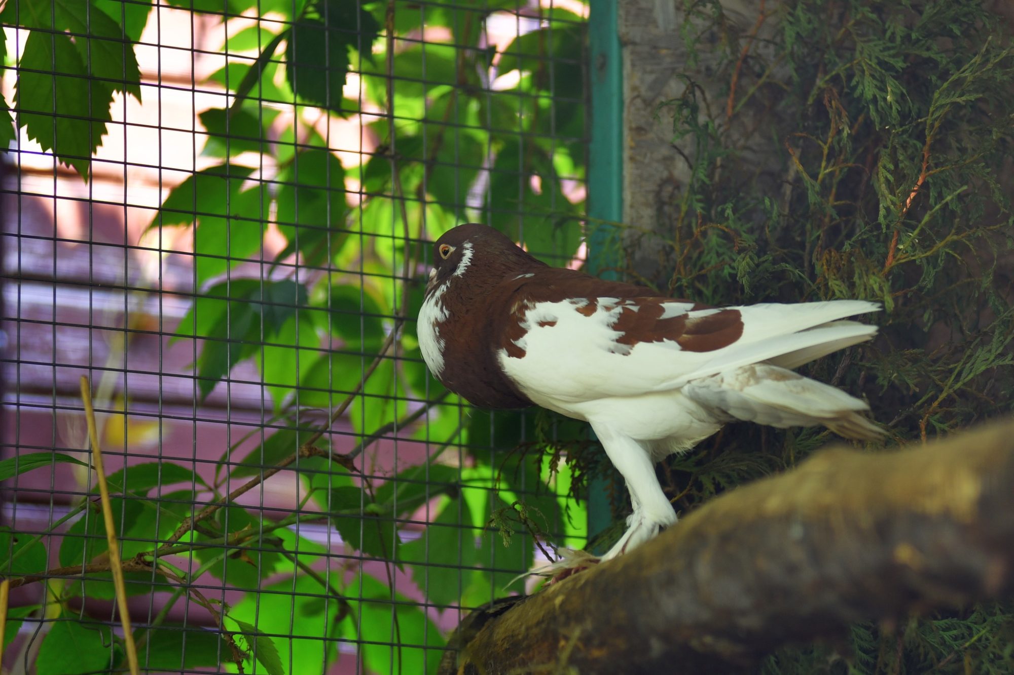 Пернатые “переселенцы”: в Луцкий зоопарк из-под Бахмута эвакуировали 68 декоративных голубей (ФОТО) 2