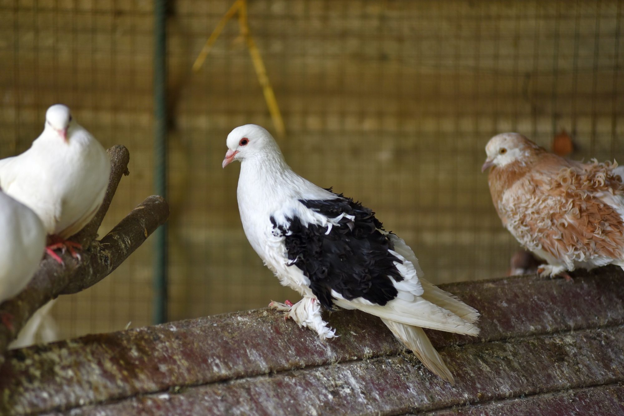 Пернаті “переселенці”: в Луцький зоопарк з-під Бахмута евакуювали 68 декоративних голубів (ФОТО) 1