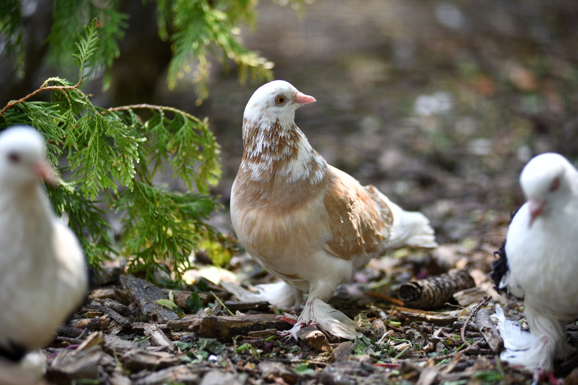 Пернаті “переселенці”: в Луцький зоопарк з-під Бахмута евакуювали 68 декоративних голубів (ФОТО) 6