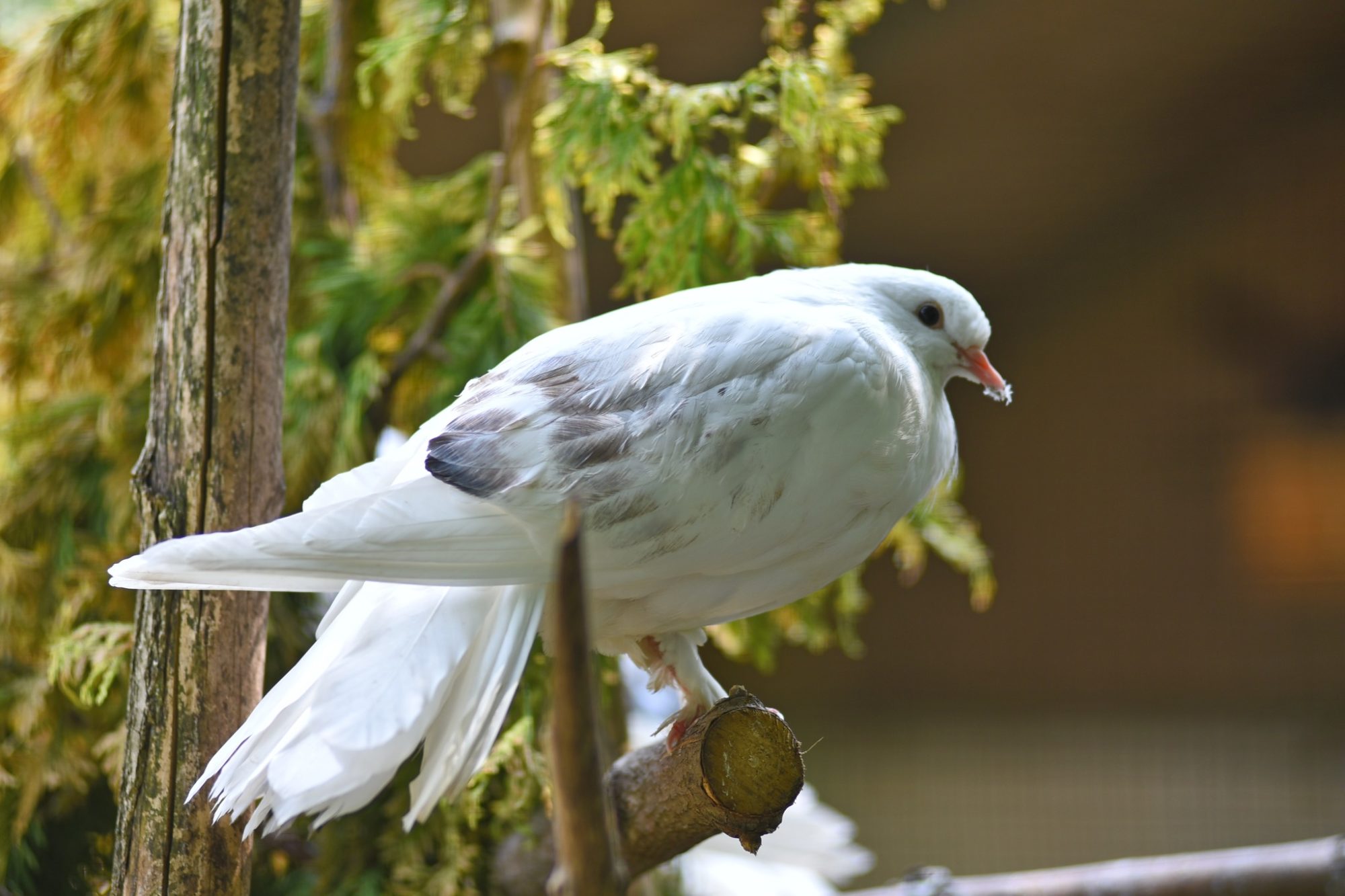 Пернаті “переселенці”: в Луцький зоопарк з-під Бахмута евакуювали 68 декоративних голубів (ФОТО) 5
