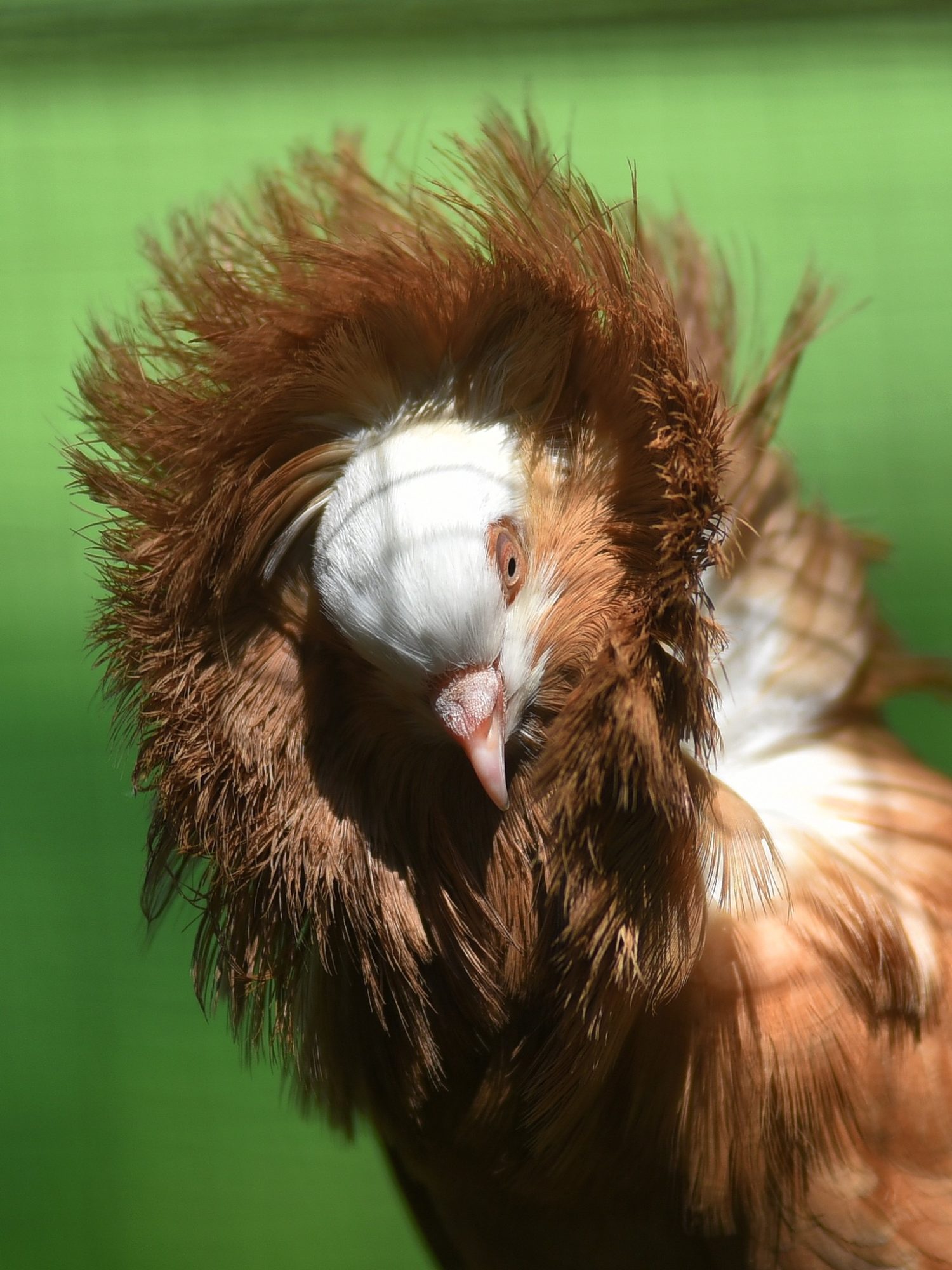 Пернатые “переселенцы”: в Луцкий зоопарк из-под Бахмута эвакуировали 68 декоративных голубей (ФОТО) 11