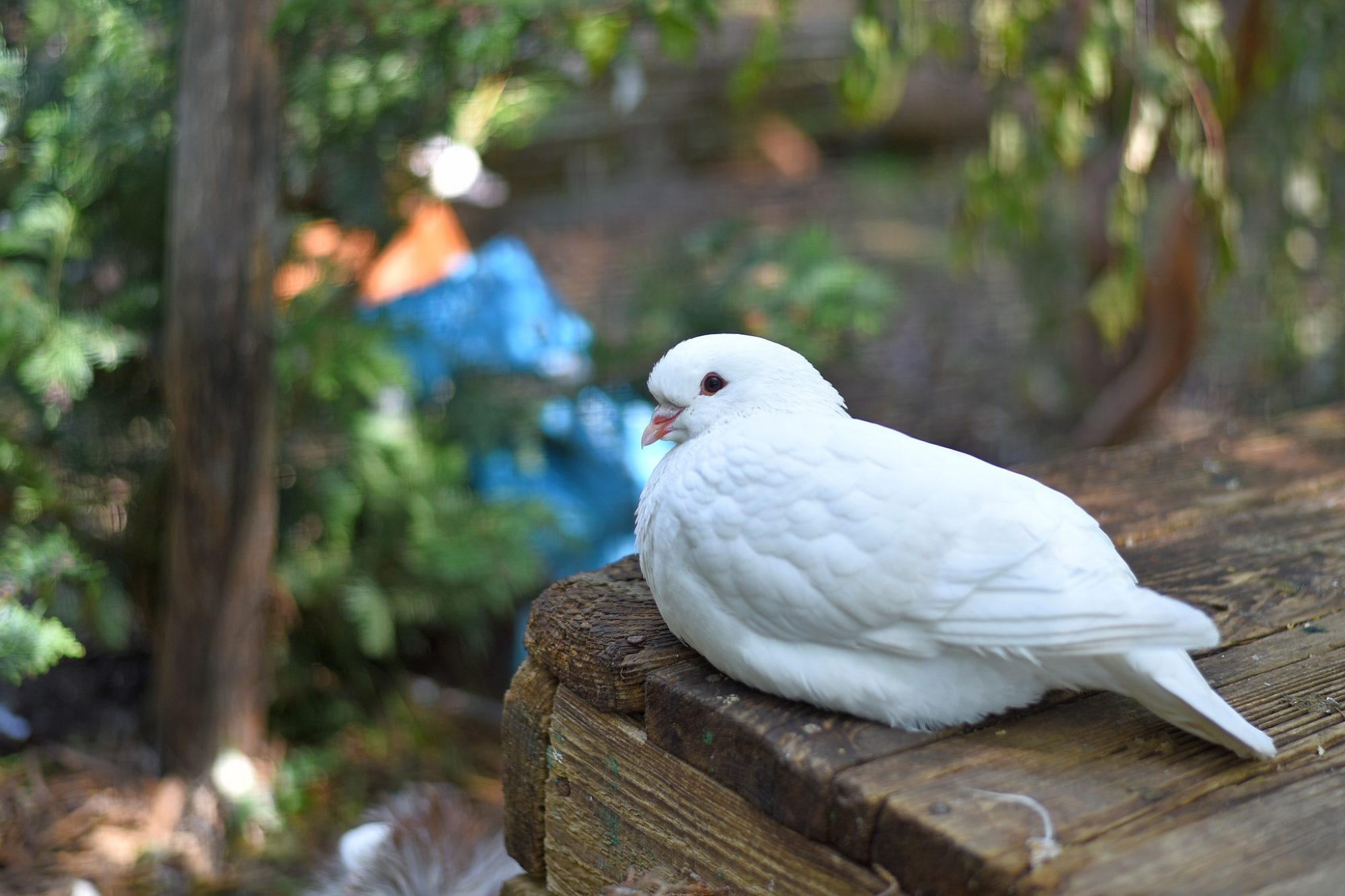 Пернатые “переселенцы”: в Луцкий зоопарк из-под Бахмута эвакуировали 68 декоративных голубей (ФОТО) 4