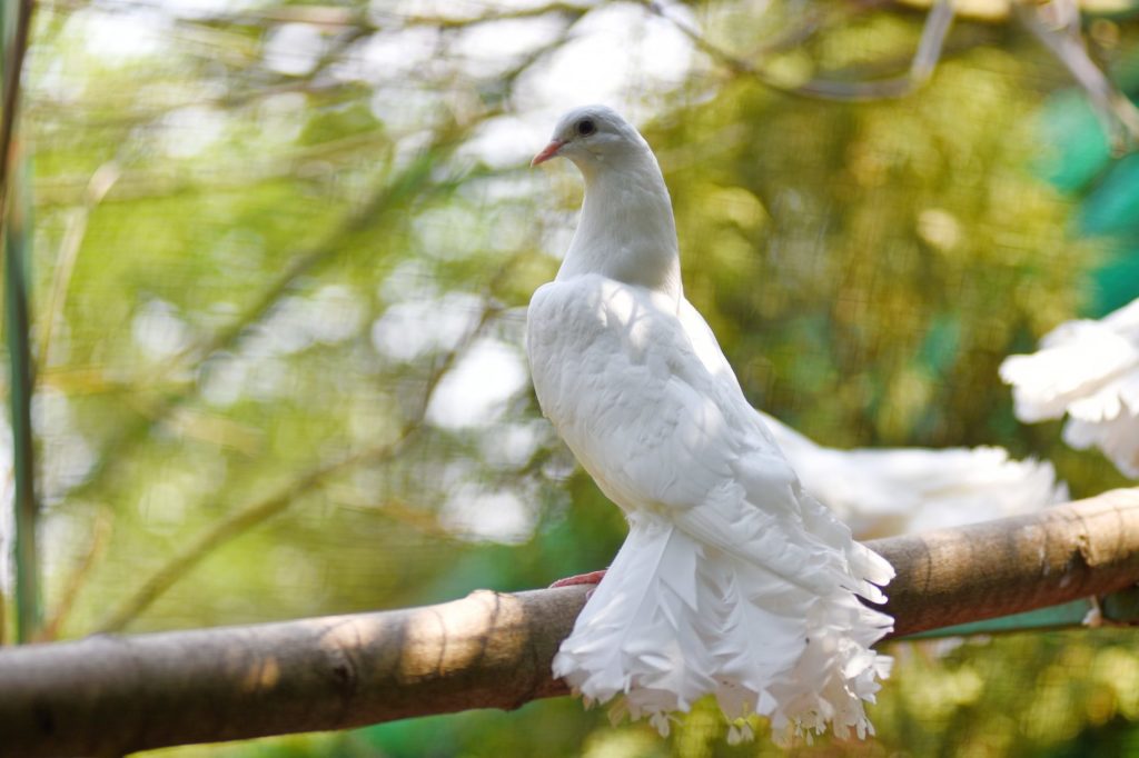 Пернаті “переселенці”: в Луцький зоопарк з-під Бахмута евакуювали 68 декоративних голубів (ФОТО)