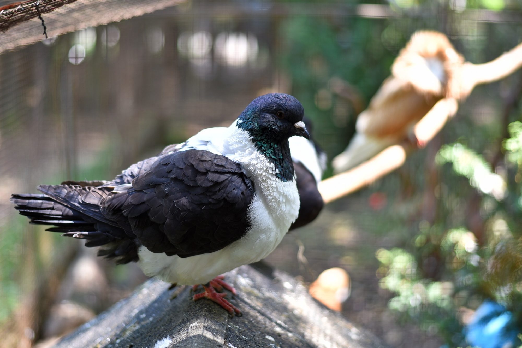 Пернатые “переселенцы”: в Луцкий зоопарк из-под Бахмута эвакуировали 68 декоративных голубей (ФОТО) 10