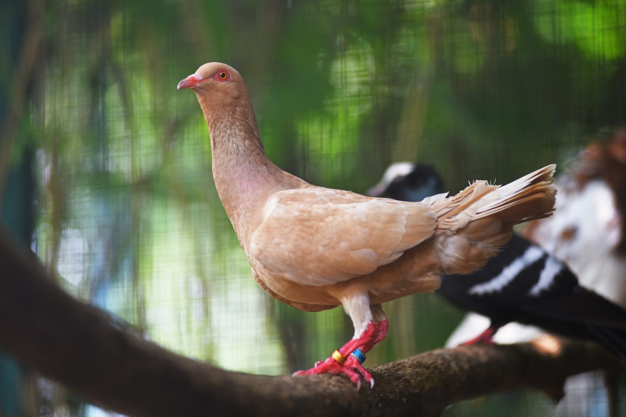 Пернатые “переселенцы”: в Луцкий зоопарк из-под Бахмута эвакуировали 68 декоративных голубей (ФОТО) 9