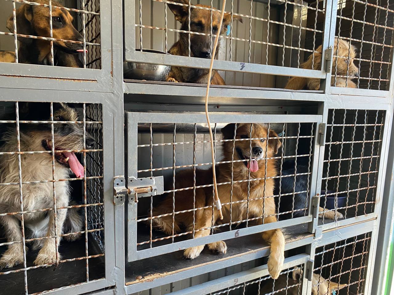 В Покровске простерилизируют и вакцинируют от бешенства более полутора сотен бездомных собак 2