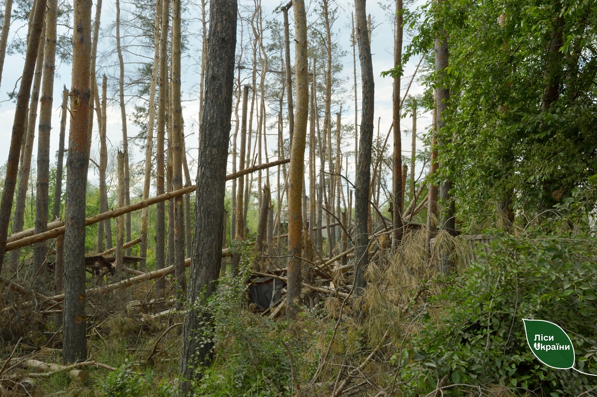 Пошкоджені ліси Донеччини