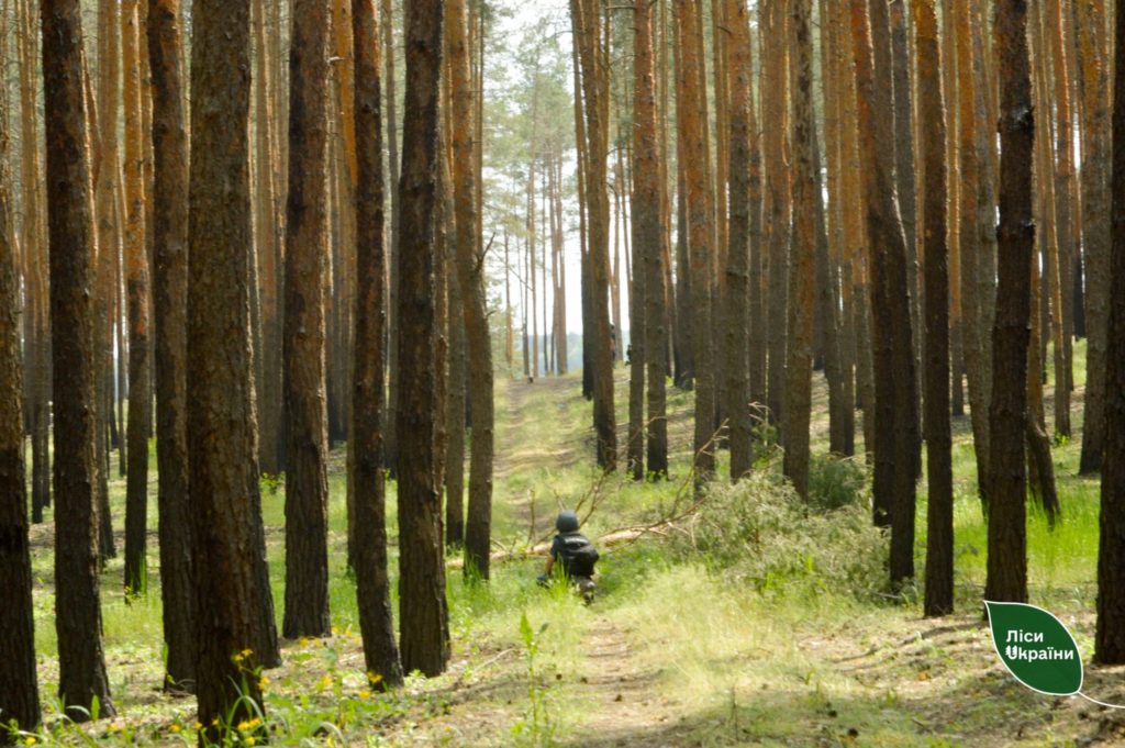 Российские оккупанты на Донетчине убили 4 лесничих и заминировали по меньшей мере 27 тысяч гектаров лесов: какая ситуация с лесничествами