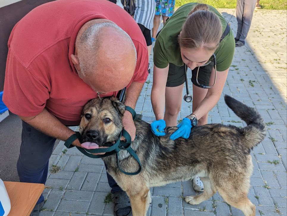 6 ноября в Дружковке будут принимать ветеринары-волонтеры. Как получить бесплатные медицинские услуги для животных и корм